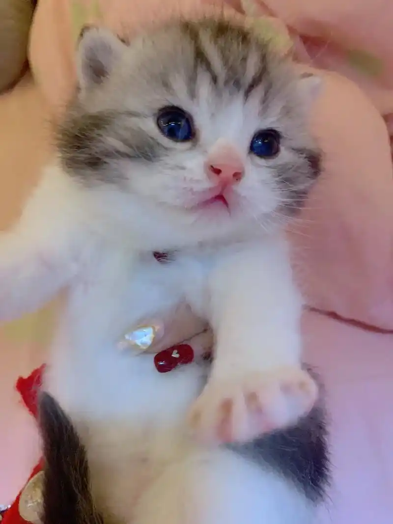 小奶猫叫声,这个叫声可以吸引99%的猫过来!除了一些没良心的 - 抖音