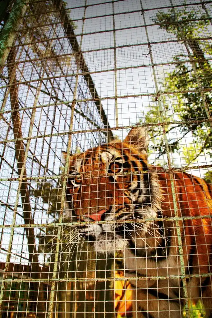 虎头,关在笼子里的老虎头