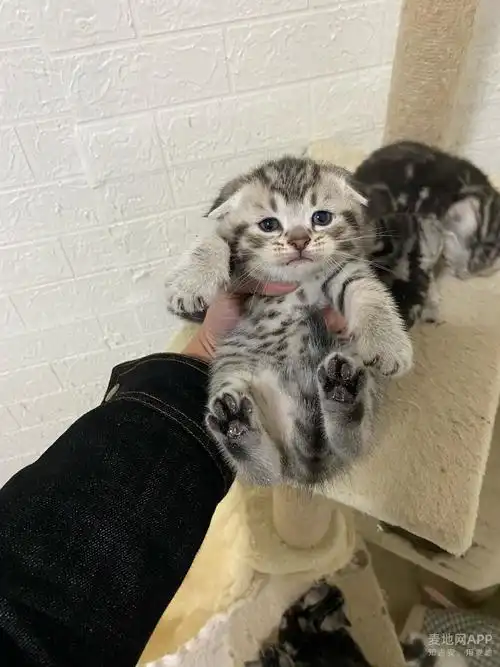 美短猫虎斑猫英短猫