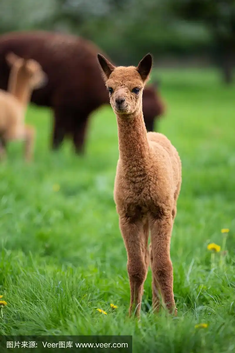 南美哺乳动物小羊驼的肖像