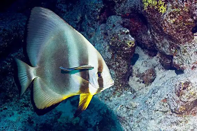 蝙蝠鱼图片_图片大全