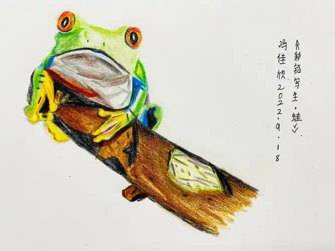 1013岁蛙彩铅写生