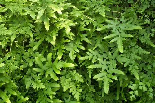 宝珠30种常见中草药