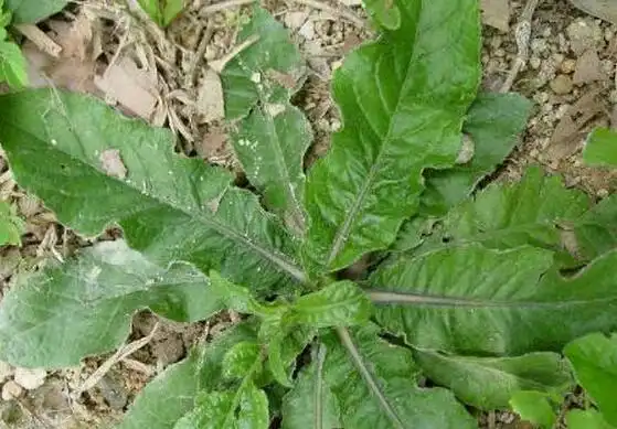 胆是一种中药材的名字,它的原植物名为地胆头,是多年生草本植物的一种