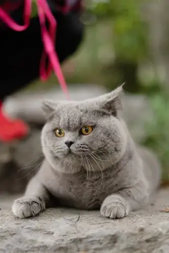 英短 蓝猫 纯蓝色 英国短毛猫 沐米猫舍 适合当种猫