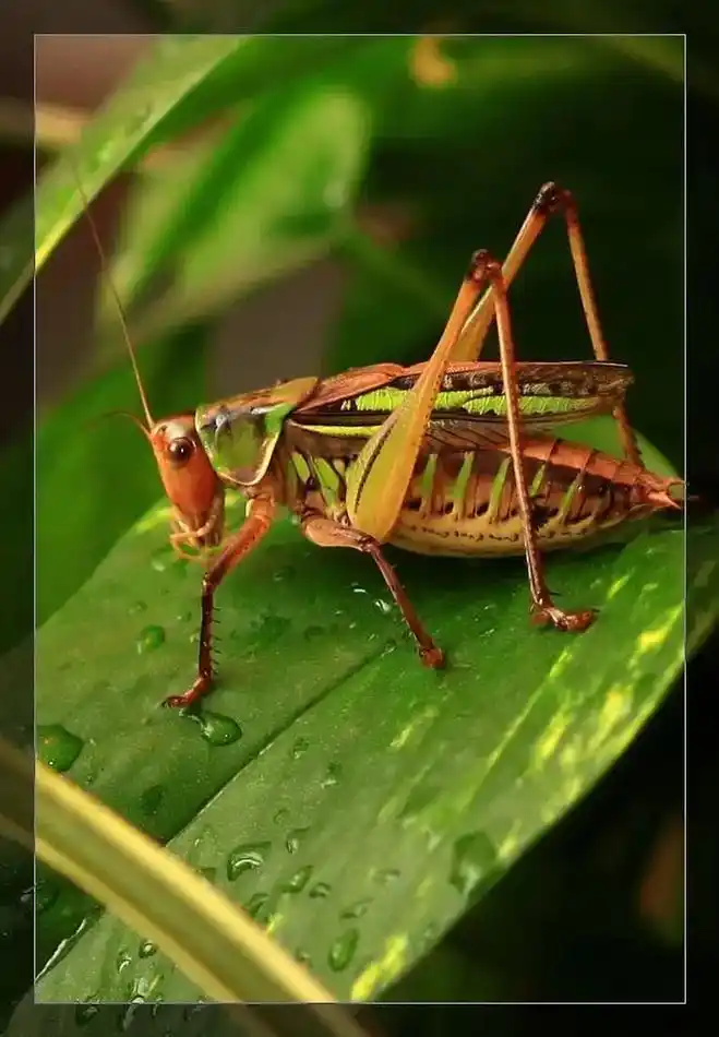 秋季来临了,可爱的蝈蝈要活跃了,漂亮的外形,动听的鸣叫,一份 - 抖音