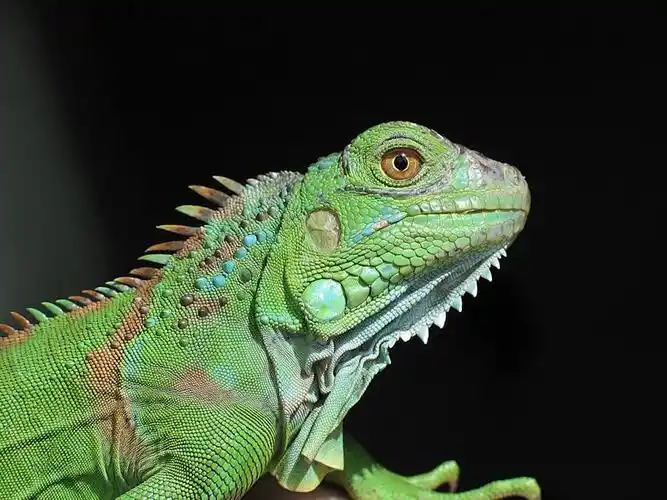 豹纹守宫(喜欢蜥蜴爬虫的快进哦)