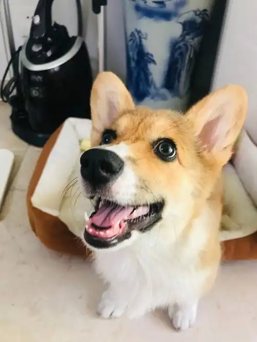 狗狗的牙齿是爱心形的诶