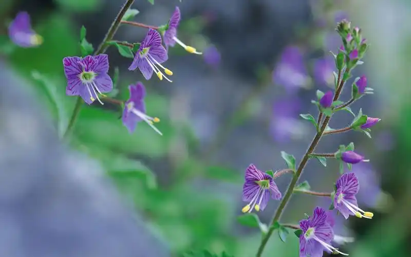 好看的紫色野花图片高清桌面壁纸