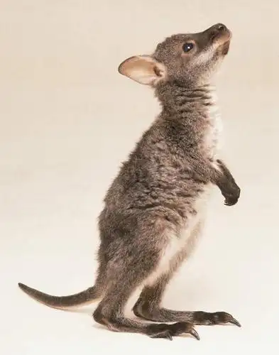 观察,看,站着,可爱,摄影,活泼,影棚,观看,察看,关注,育儿袋,红颈袋鼠