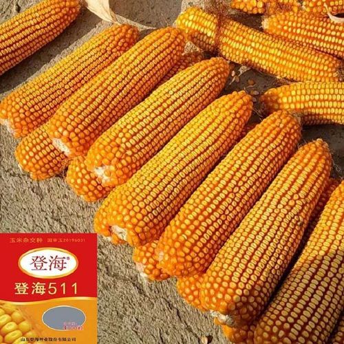 511高产玉米种子大全矮杆红轴抗虫南方北方春夏播苞米种 国审登海新