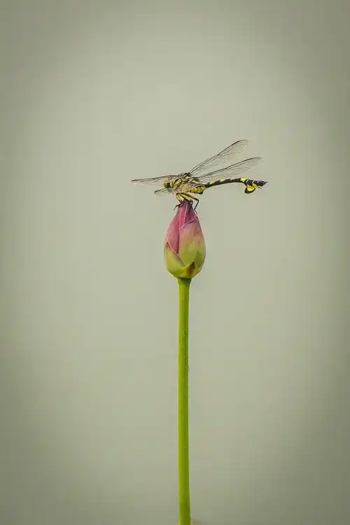 荷花池飞舞的蜻蜓
