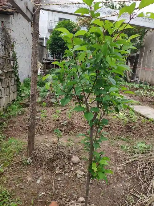 红梅,枝繁叶茂了.