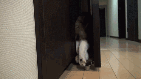 500_281gif 动态图 动图