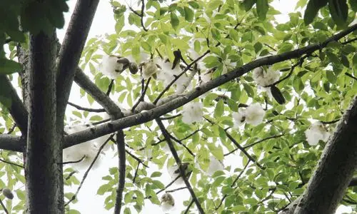 梅城文化公园木棉花絮漫天飞,现场景象十公可观 - 旅游户外 梅州时空