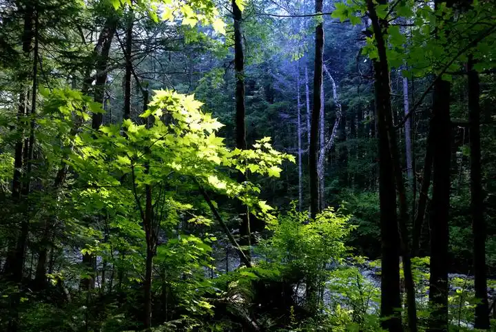 长白山的原始森林