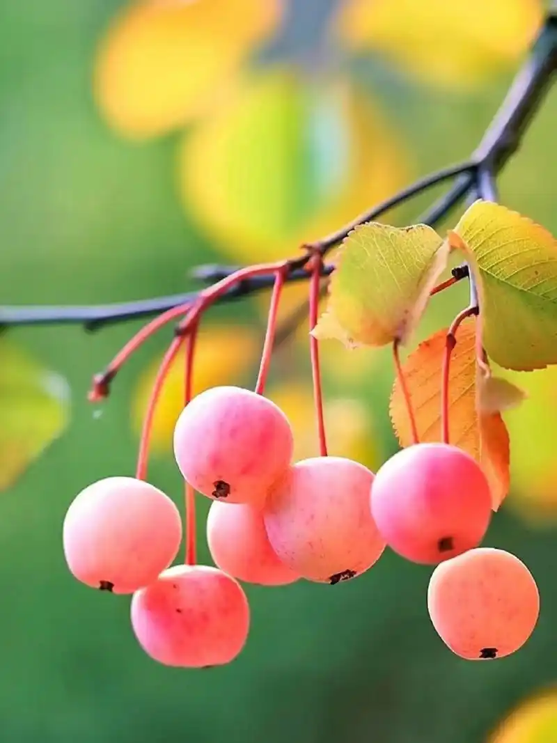 分享图片:苹果的近亲海棠果,你吃过没?这么可爱,舍得吃吗?[嘻嘻]