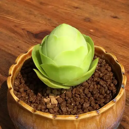 山地根据地多肉白玉鸡蛋正版玫瑰巨型大型植物多肉植物