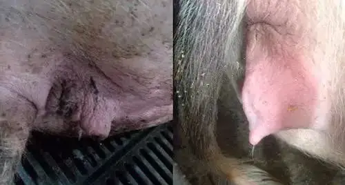 或红褐色粘液或脓性分泌物,粘于尾根部,腥臭难闻,多发于产后及流产后