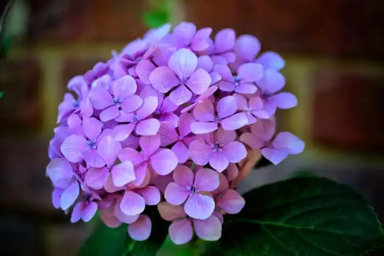 优雅迷人|精选紫色绣球花高清美图欣赏