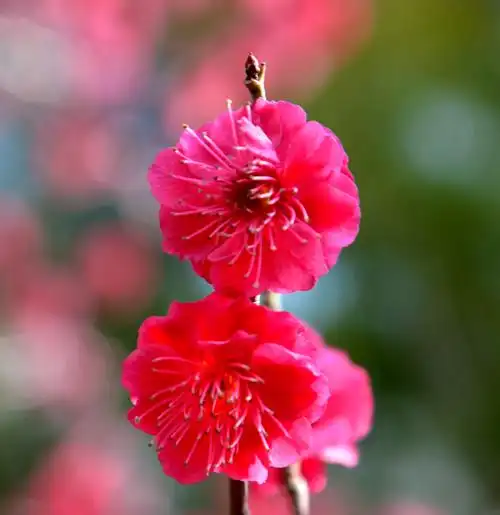 章丘美丽的朱砂梅