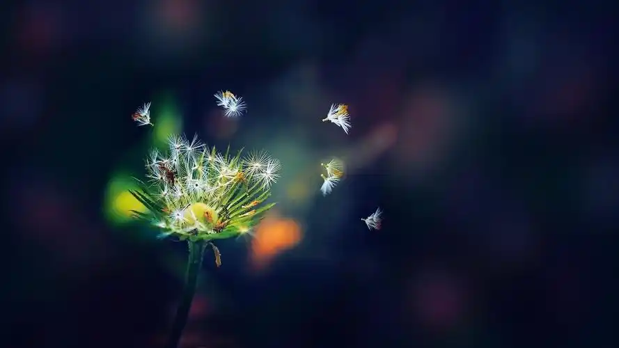 唯美意境花卉图片电脑壁纸