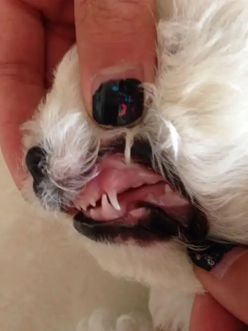 从这个比熊的牙齿看,它几个月了?