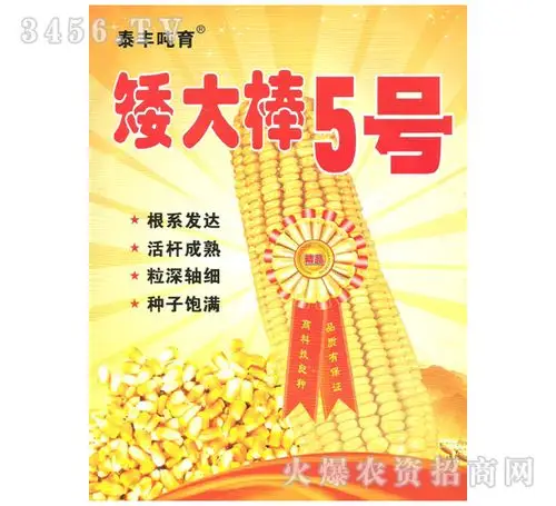 矮大棒5号玉米种子