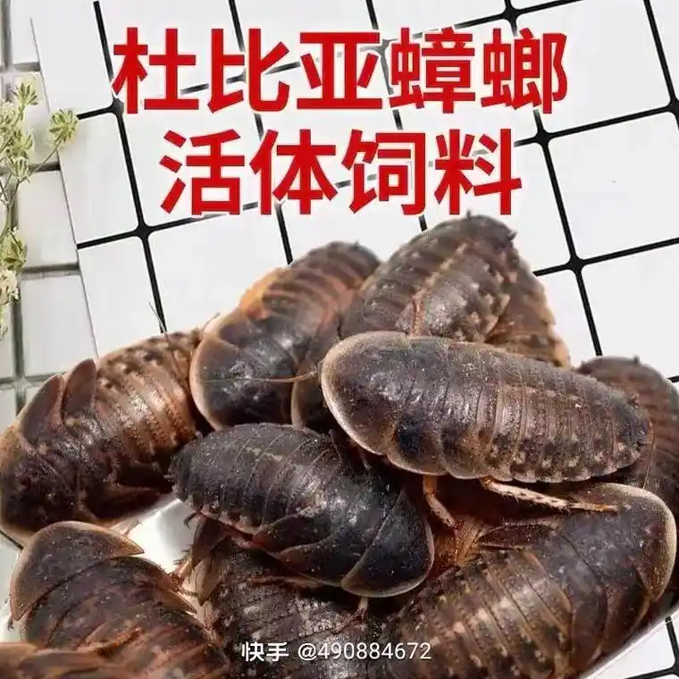 杜比亚养殖 杜比亚蟑螂正常发货中, - 抖音