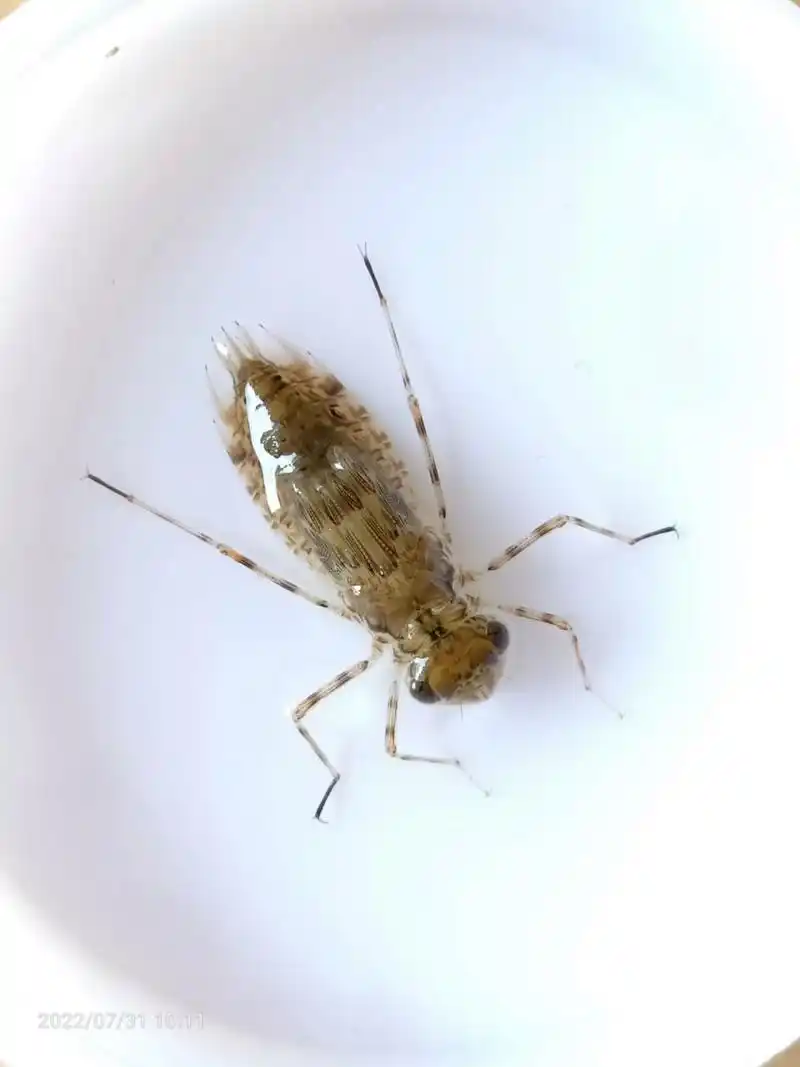 昆虫养殖间——蜻蜓幼虫～(胆小勿入!
