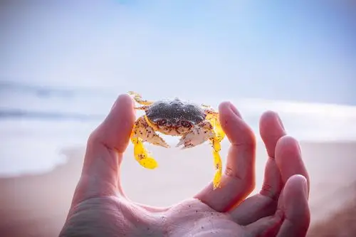 在沙滩边晒太阳的小螃蟹!