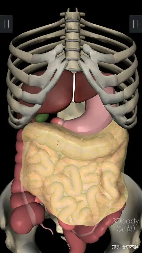 人的肝脏在哪侧?