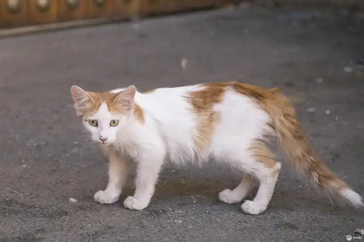 猫咪,你在想什么