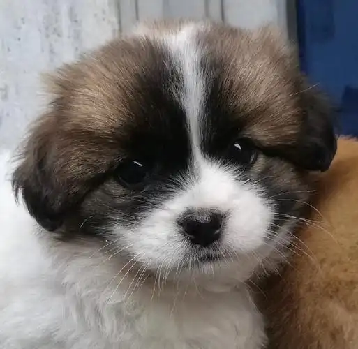 宠物日常#这么多年,我养过的狗狗们,没有什么名贵品种,除了3只泰迪