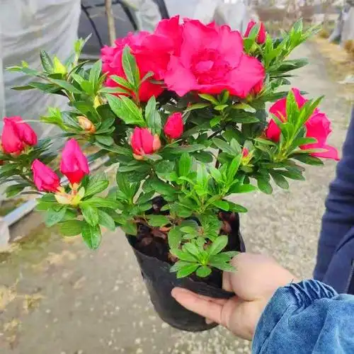 批发工程灌木西洋鹃杜鹃比利时杜鹃花盆栽绿化植物-阿里巴巴