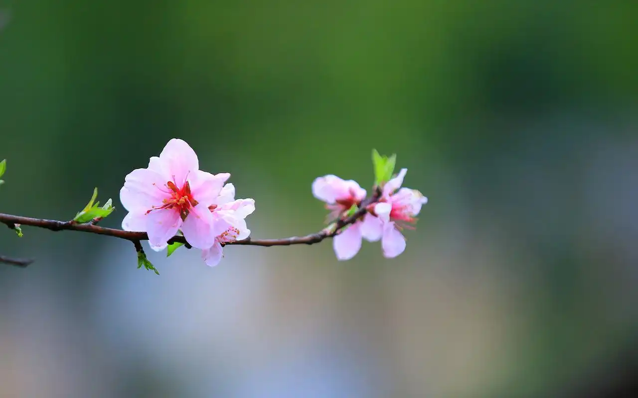 小清新唯美桃花摄影高清桌面壁纸