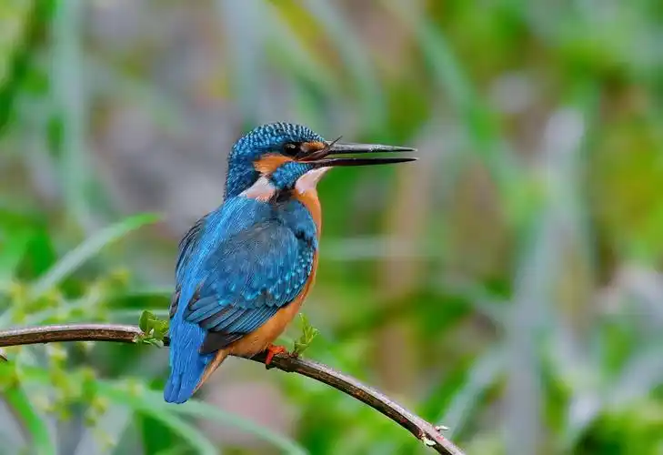 捕鱼的翠鸟图片鸟类翠鸟