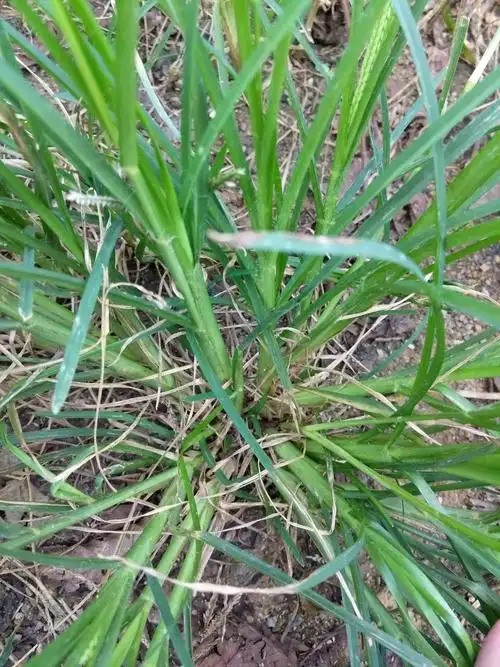 牛筋草2018新款正宗野生500g包邮中药材直销正品承诺农夫巴巴推荐