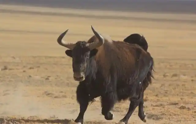 17中国动物野牦牛国家一级保护动物