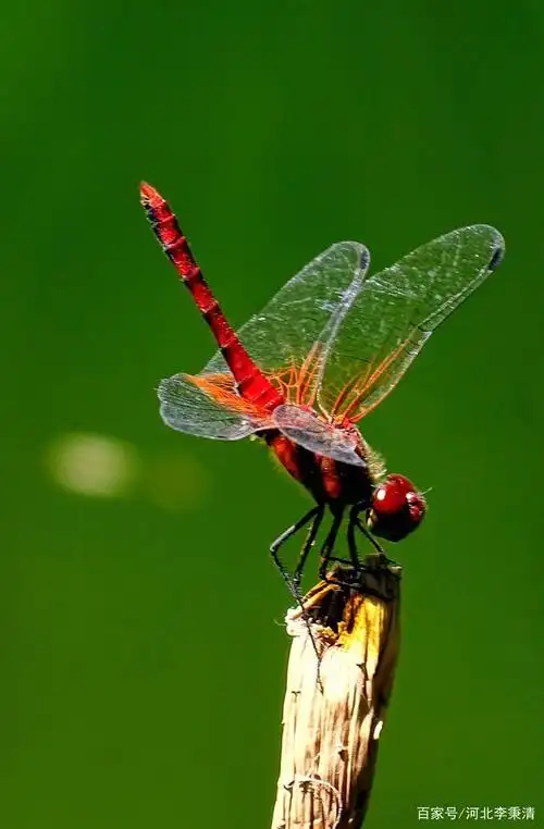 荷花池畔好,水中银光闪,蜻蜓点水水成金