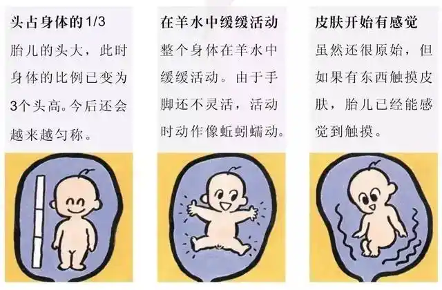 现在是胎教的佳时期,胎儿有可能听到各种声音,喜欢的