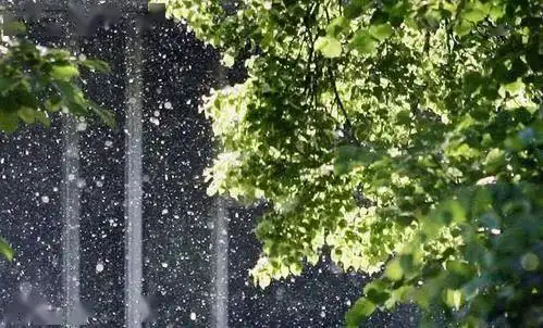 梧桐飘絮时节至,家长如何帮助宝宝应对漫天飞絮?