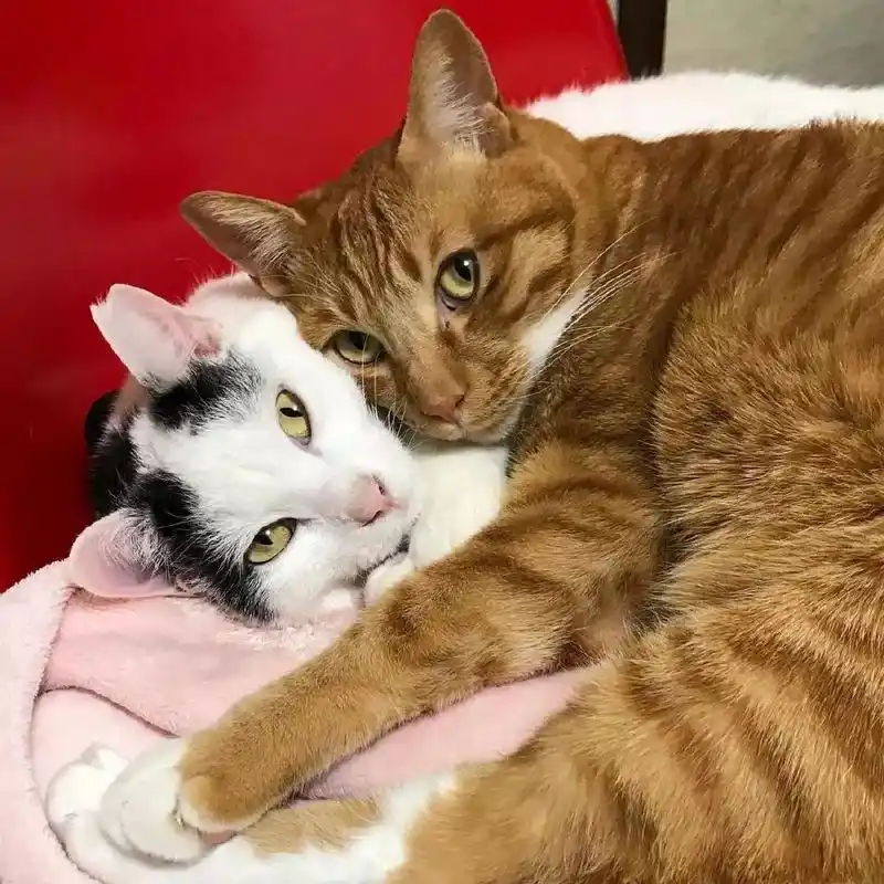 看着这两只猫抱在一起睡觉的样子,简直是甜死我了