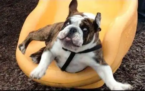 小主人在玩滑梯时,狗砸一个飞扑过去……结果笑尿了!