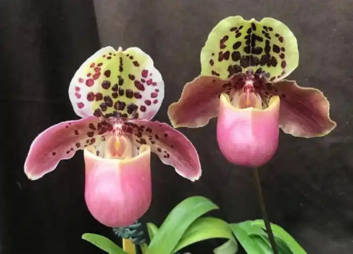 亨利兜兰像带着雷锋帽的家伙