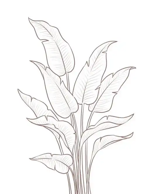 ipad水彩天堂鸟附线稿