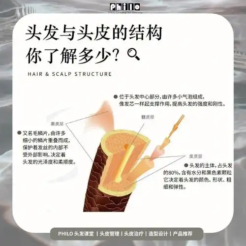 头发与头皮的结构知识分享p2