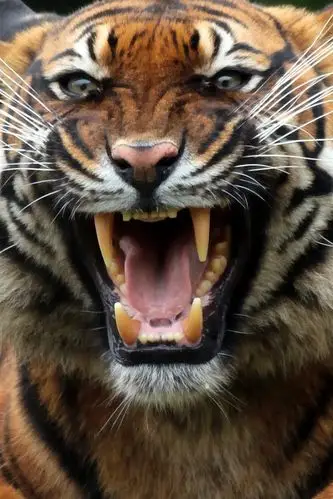 虎,獠牙,脸,嘴,捕食者