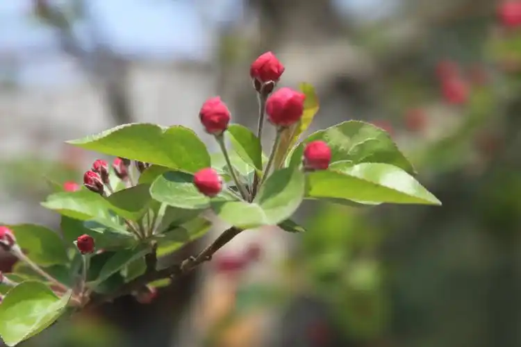 海棠花儿含苞待放