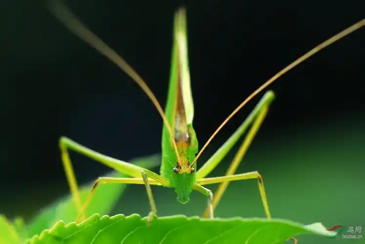 [动物] 今天傍晚时分拍的------螽斯